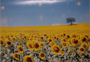 Sunflower_0003_2