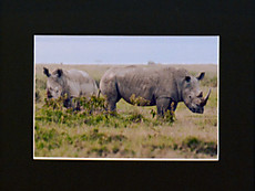 Rhinoceros_2726_2