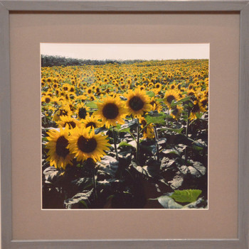 Sunflower_3549